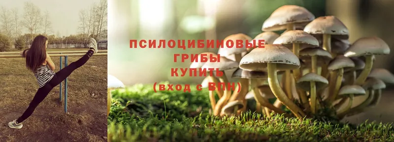 гидра зеркало  Медынь  Псилоцибиновые грибы Magic Shrooms  купить наркоту 